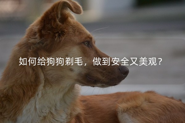 如何給狗狗剃毛，做到安全又美觀？