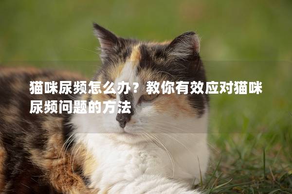 貓咪尿頻怎么辦？教你有效應(yīng)對(duì)貓咪尿頻問(wèn)題的方法