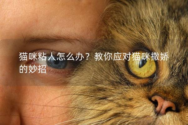 貓咪粘人怎么辦？教你應對貓咪撒嬌的妙招