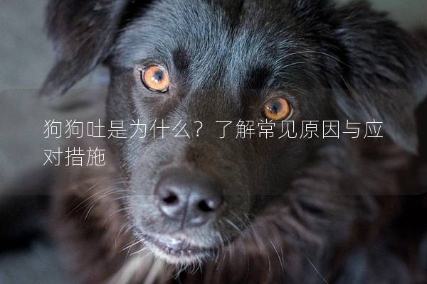 狗狗吐是為什么？了解常見原因與應對措施