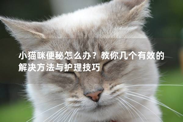 小貓咪便秘怎么辦？教你幾個(gè)有效的解決方法與護(hù)理技巧