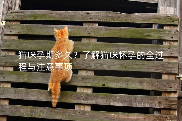 貓咪孕期多久？了解貓咪懷孕的全過程與注意事項