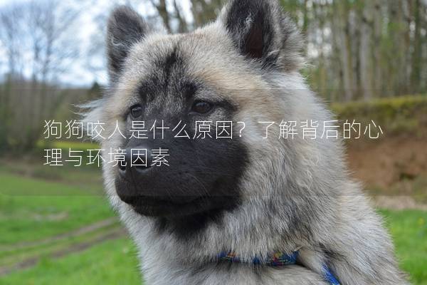狗狗咬人是什么原因？了解背后的心理與環境因素