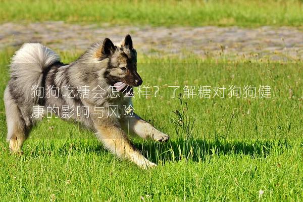 狗狗吃糖會(huì)怎么樣？了解糖對(duì)狗狗健康的影響與風(fēng)險(xiǎn)