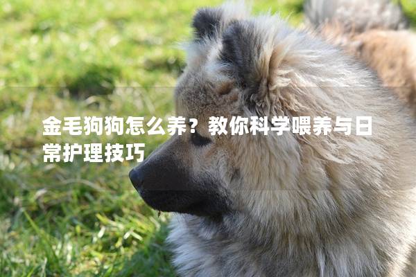 金毛狗狗怎么養?教你科學喂養與日常護理技巧 金毛狗狗怎么養?教你科學喂養與日常護理技巧