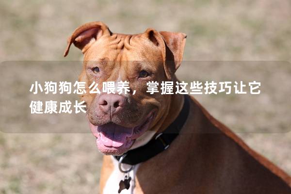 小狗狗怎么喂養，掌握這些技巧讓它健康成長
