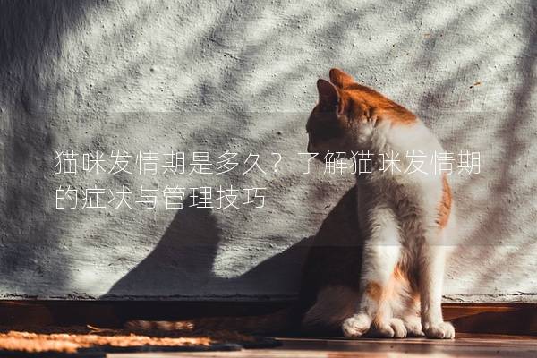 貓咪發情期是多久？了解貓咪發情期的癥狀與管理技巧
