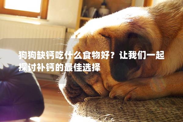 狗狗缺鈣吃什么食物好？讓我們一起探討補(bǔ)鈣的最佳選擇