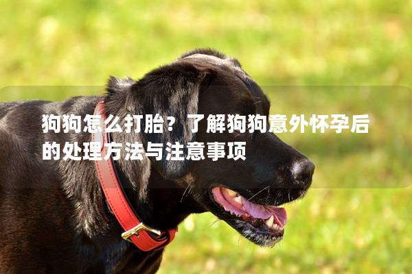 狗狗怎么打胎?了解狗狗意外懷孕后的處理方法與注意事項(xiàng) 狗狗怎么打胎?了解狗狗意外懷孕后的處理方法與注意事項(xiàng)