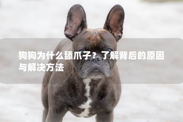 狗狗為什么舔爪子？了解背后的原因與解決方法