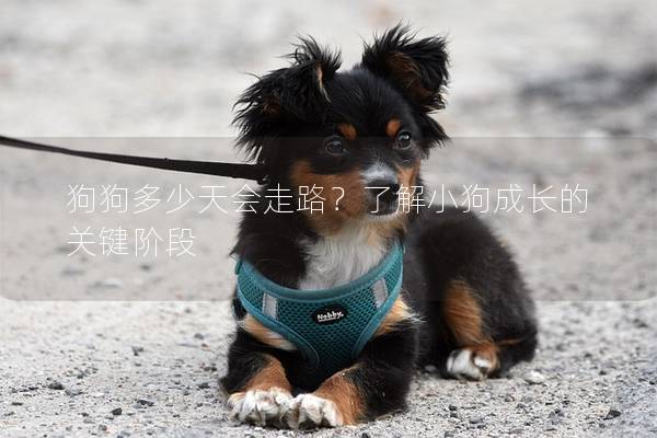 狗狗多少天會走路？了解小狗成長的關鍵階段