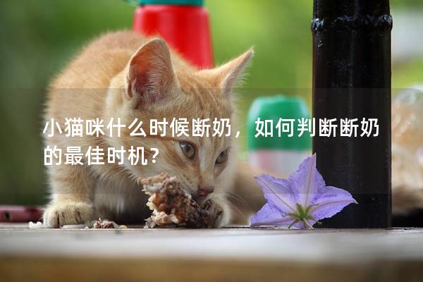 小貓咪什么時候斷奶，如何判斷斷奶的最佳時機？