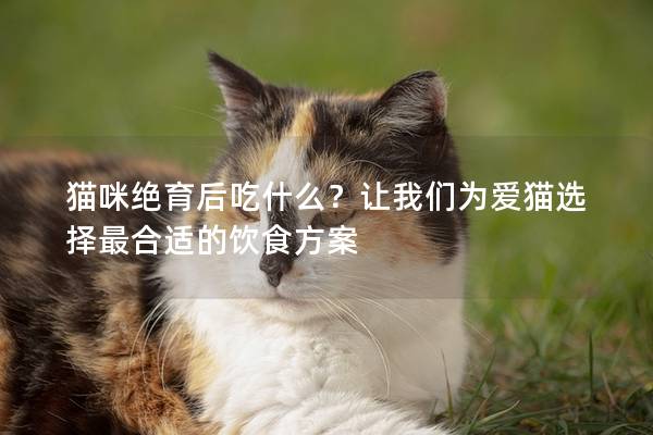 貓咪絕育后吃什么？讓我們為愛貓選擇最合適的飲食方案