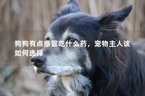 狗狗有點感冒吃什么藥，寵物主人該如何選擇