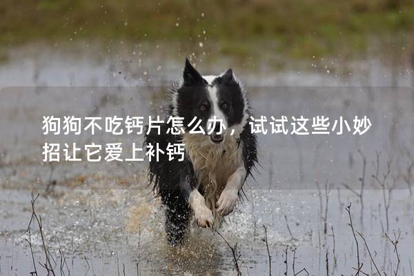 狗狗不吃鈣片怎么辦，試試這些小妙招讓它愛上補鈣
