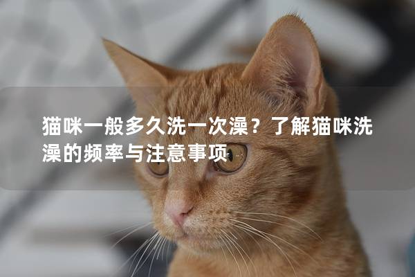 貓咪一般多久洗一次澡?了解貓咪洗澡的頻率與注意事項 貓咪一般多久洗一次澡?了解貓咪洗澡的頻率與注意事項