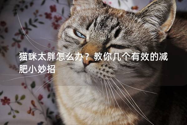貓咪太胖怎么辦？教你幾個有效的減肥小妙招