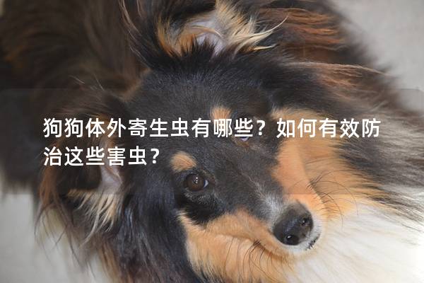 狗狗體外寄生蟲有哪些？如何有效防治這些害蟲？