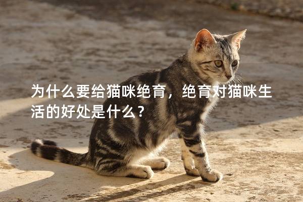 為什么要給貓咪絕育，絕育對貓咪生活的好處是什么？
