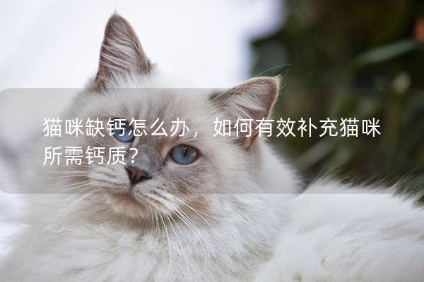 貓咪缺鈣怎么辦，如何有效補充貓咪所需鈣質？