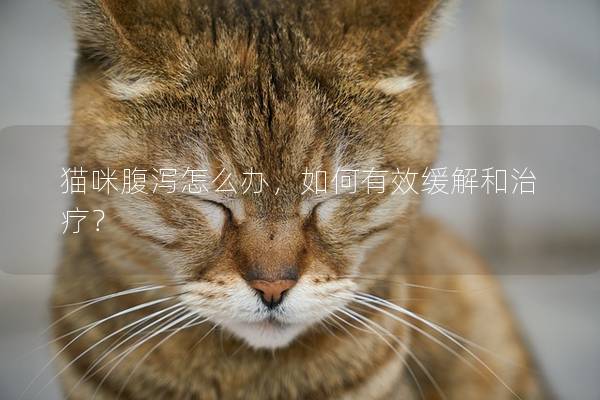 貓咪腹瀉怎么辦，如何有效緩解和治療？