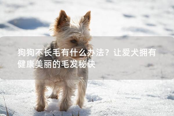 狗狗不長毛有什么辦法？讓愛犬擁有健康美麗的毛發(fā)秘訣