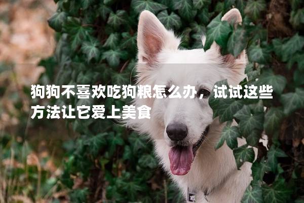 狗狗不喜歡吃狗糧怎么辦，試試這些方法讓它愛上美食