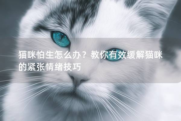 貓咪怕生怎么辦？教你有效緩解貓咪的緊張情緒技巧