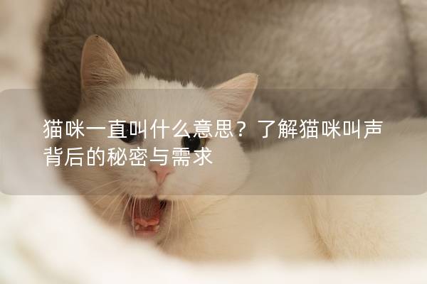 貓咪一直叫什么意思？了解貓咪叫聲背后的秘密與需求
