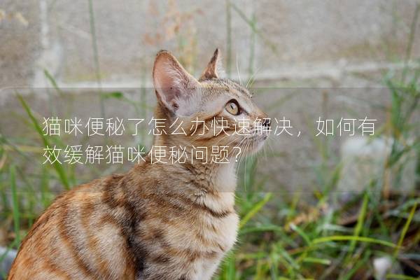 貓咪便秘了怎么辦快速解決，如何有效緩解貓咪便秘問題？