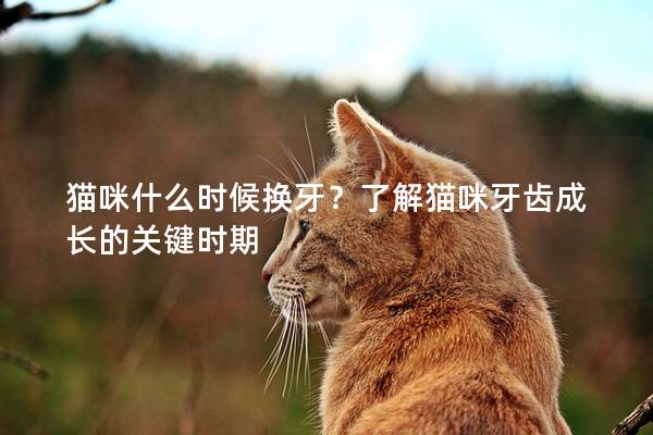 貓咪什么時候換牙？了解貓咪牙齒成長的關鍵時期