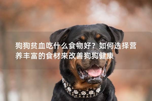 狗狗貧血吃什么食物好？如何選擇營養豐富的食材來改善狗狗健康
