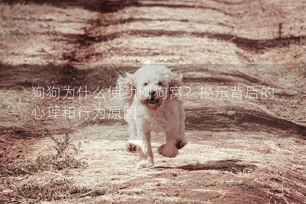 狗狗為什么使勁刨狗窩？揭示背后的心理和行為原因