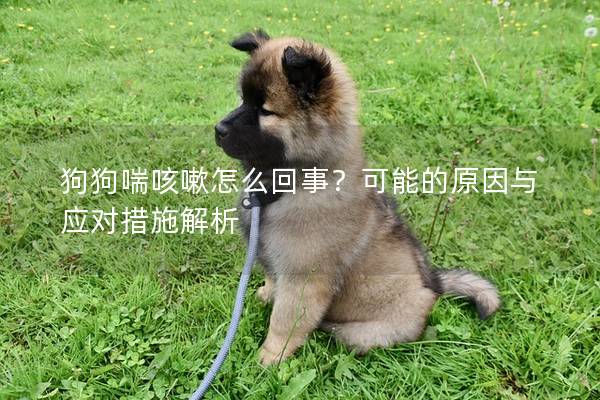 狗狗喘咳嗽怎么回事？可能的原因與應對措施解析