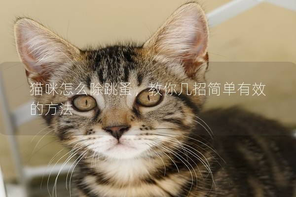 貓咪怎么除跳蚤，教你幾招簡單有效的方法