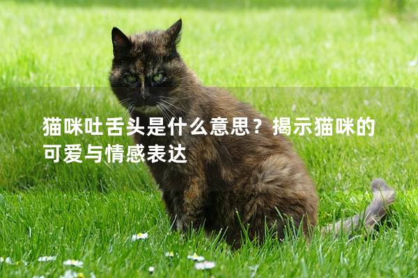 貓咪吐舌頭是什么意思？揭示貓咪的可愛與情感表達