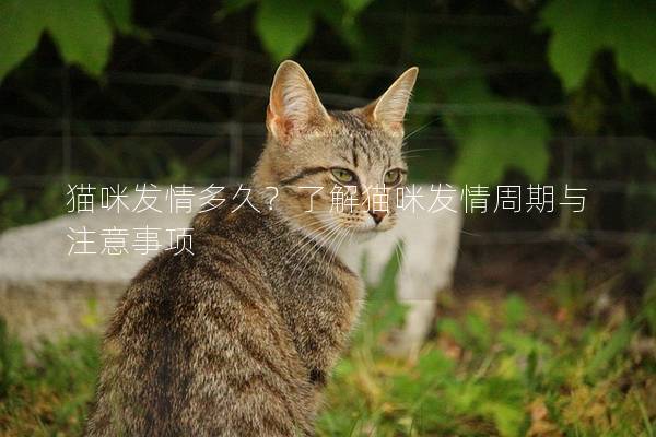 貓咪發(fā)情多久？了解貓咪發(fā)情周期與注意事項(xiàng)
