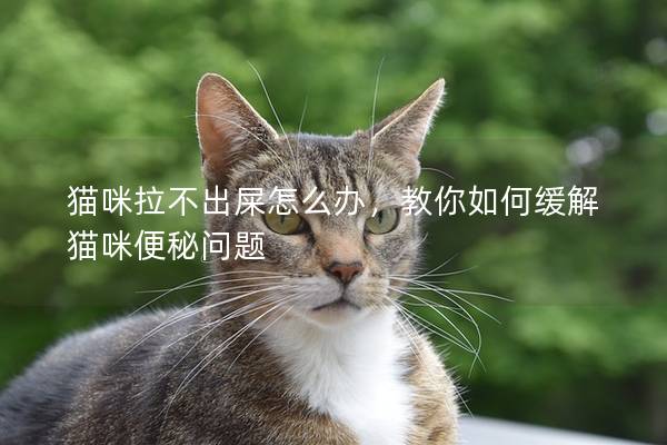 貓咪拉不出屎怎么辦，教你如何緩解貓咪便秘問(wèn)題