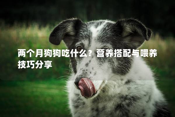 兩個(gè)月狗狗吃什么？營(yíng)養(yǎng)搭配與喂養(yǎng)技巧分享