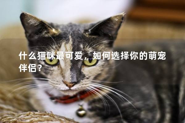 什么貓咪最可愛，如何選擇你的萌寵伴侶？