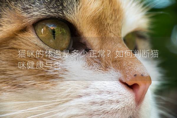 貓咪的體溫是多少正常？如何判斷貓咪健康與否