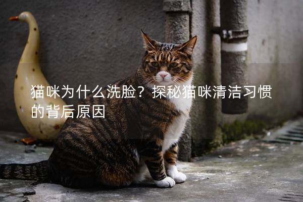 貓咪為什么洗臉？探秘貓咪清潔習慣的背后原因