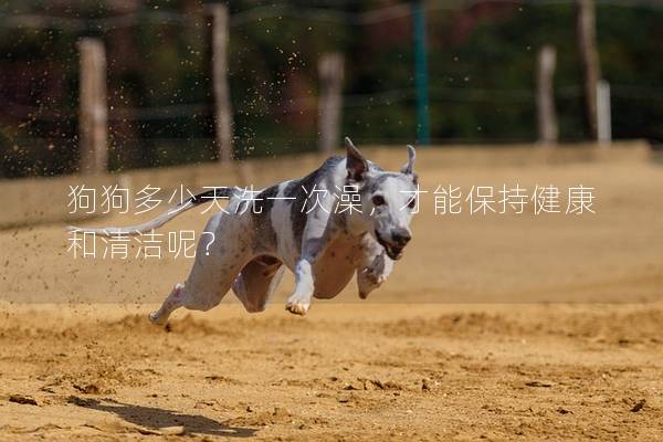 狗狗多少天洗一次澡，才能保持健康和清潔呢？