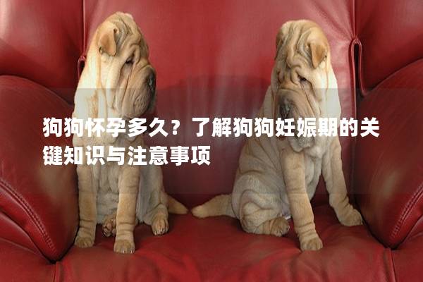 狗狗懷孕多久?了解狗狗妊娠期的關鍵知識與注意事項 狗狗懷孕多久?了解狗狗妊娠期的關鍵知識與注意事項