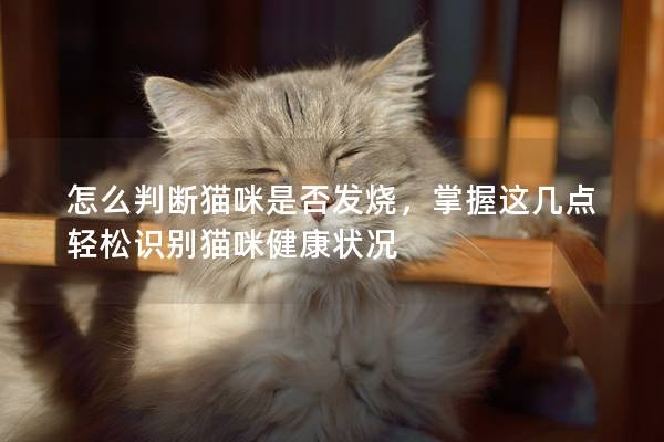 怎么判斷貓咪是否發燒，掌握這幾點輕松識別貓咪健康狀況