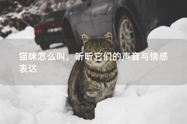 貓咪怎么叫，聽(tīng)聽(tīng)它們的聲音與情感表達(dá)