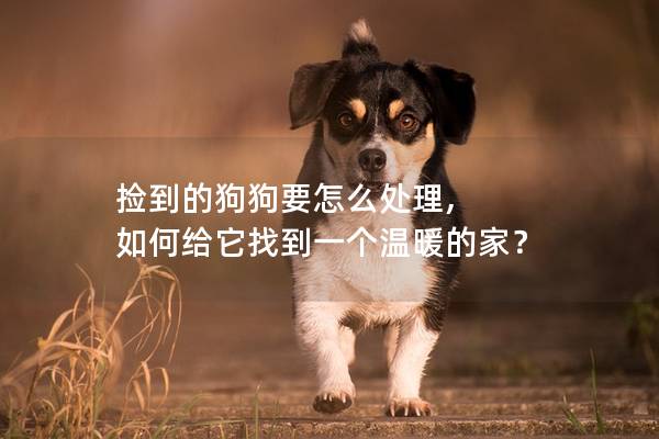 撿到的狗狗要怎么處理, 如何給它找到一個溫暖的家？