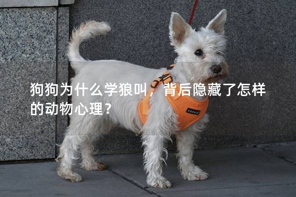 狗狗為什么學狼叫，背后隱藏了怎樣的動物心理？