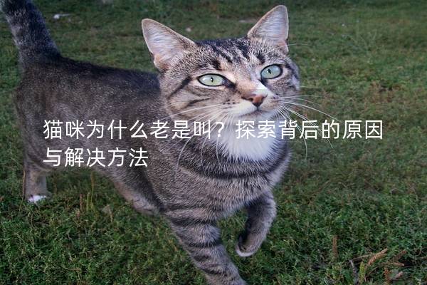 貓咪為什么老是叫？探索背后的原因與解決方法
