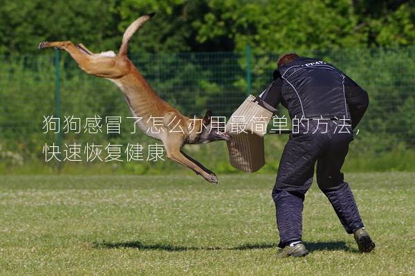 狗狗感冒了怎么辦用最簡單的方法,快速恢復健康 狗狗感冒了怎么辦用最簡單的方法,快速恢復健康